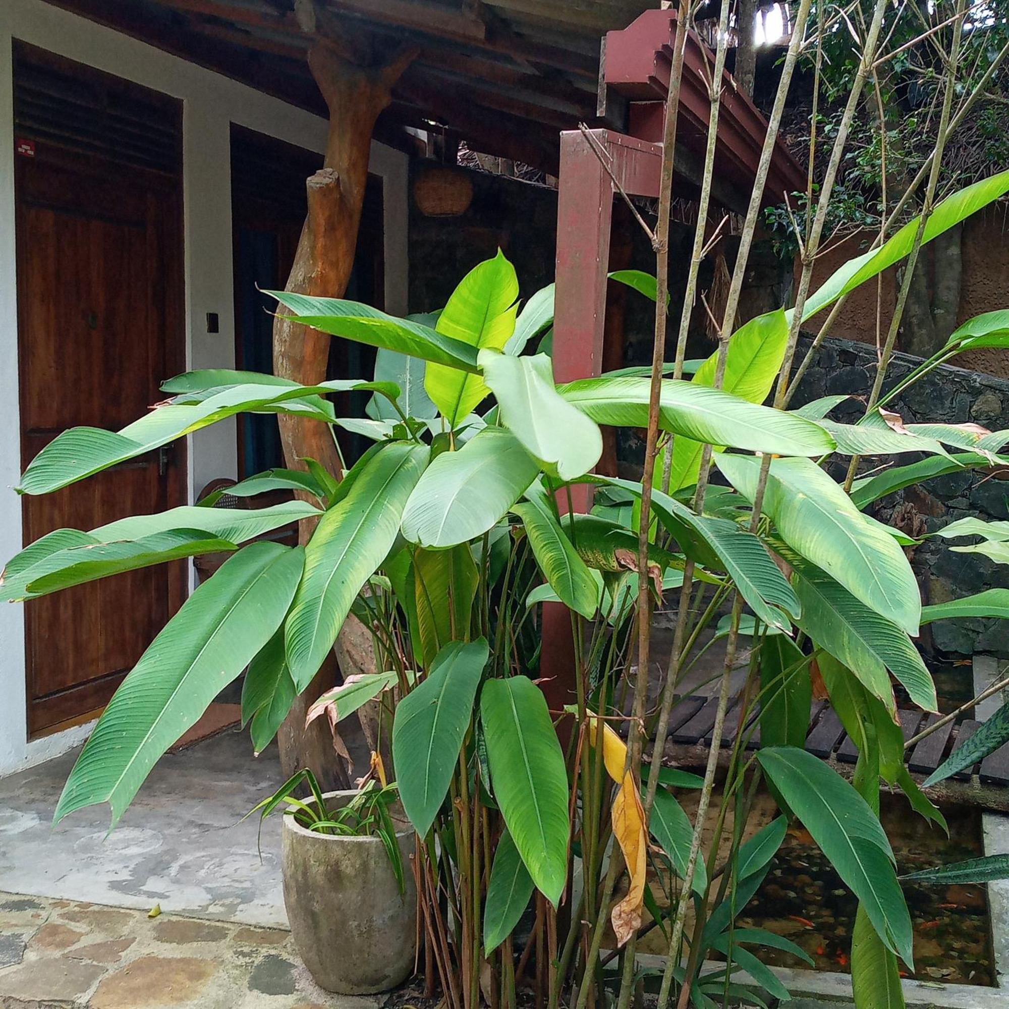Cinnabar Resort Tangalle Εξωτερικό φωτογραφία